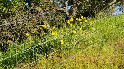 Helianthella castanea, photographed by Michael Warner