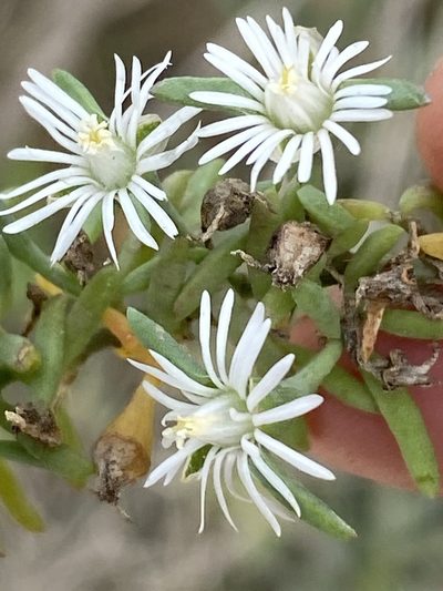 Mesembryanthemum parviflorum, photographed by Christina