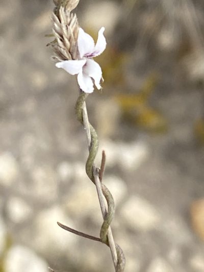 Cyphia sylvatica, photographed by Christina