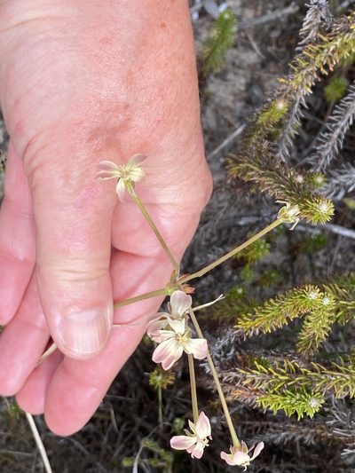 Pelargonium pillansii, photographed by Christina
