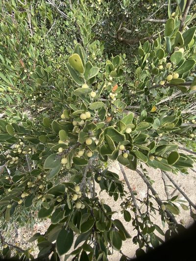 Robsonodendron maritimum, photographed by Christina