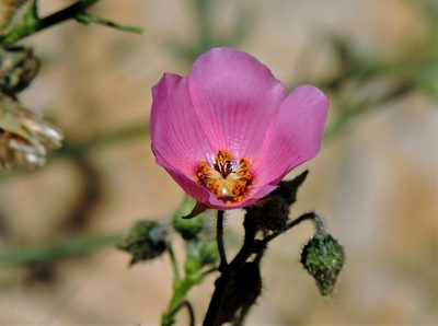 Lecanophora heterophylla, photographed by Hugo Hulsberg