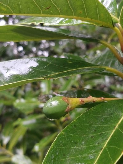 Persea indica, photographed by Vítor Jorge