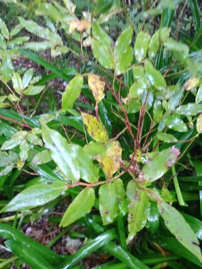 Vaccinium padifolium, photographed by Vítor Jorge