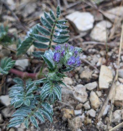 Astragalus wrightii, photographed by Cleveland Powell