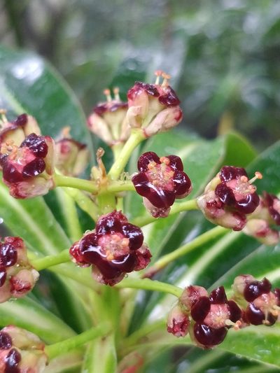 Euphorbia mellifera, photographed by Vítor Jorge