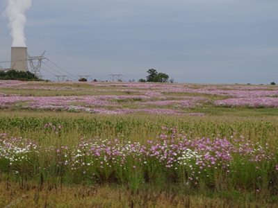 Cosmos bipinnatus, photographed by Shaun Swanepoel