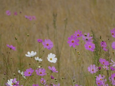 Cosmos bipinnatus, photographed by Shaun Swanepoel