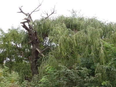 Salix babylonica, photographed by Shaun Swanepoel