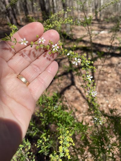 Spiraea thunbergii, photographed by Becky Dill