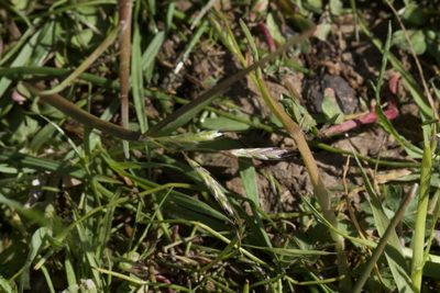 Pleuropogon californicus, photographed by Arvel Hernandez