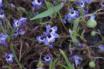 Downingia concolor, photographed by Arvel Hernandez