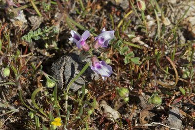 Astragalus tener, photographed by Arvel Hernandez