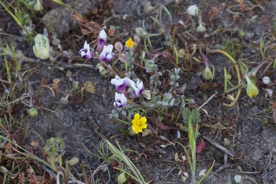 Astragalus tener, photographed by Arvel Hernandez