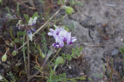 Astragalus tener, photographed by Arvel Hernandez