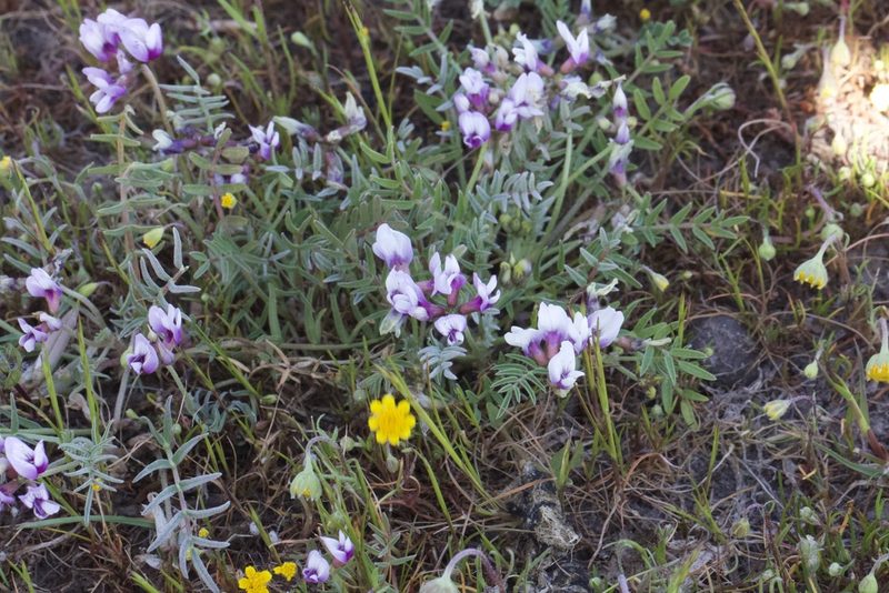 Astragalus tener, photographed by Arvel Hernandez