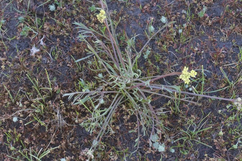 Lomatium caruifolium, photographed by Arvel Hernandez