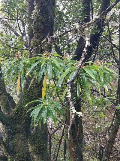 Euphorbia mellifera, photographed by Vítor Jorge