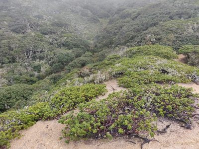 Arctostaphylos montaraensis, photographed by Alexander Wentworth