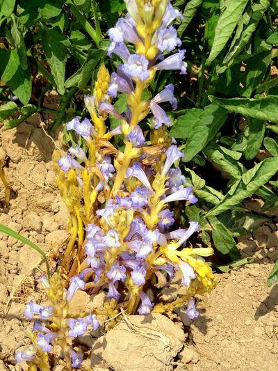 Orobanche aegyptiaca, photographed by Nasser Halaweh