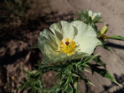 Argemone ochroleuca, photographed by Oscar Gonzalez Diaz