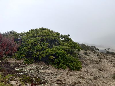 Arctostaphylos montaraensis, photographed by Alexander Wentworth