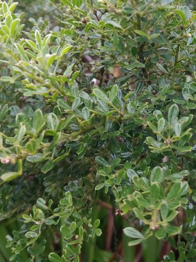 Genista maderensis, photographed by Vítor Jorge