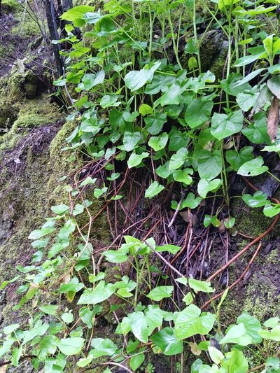 Rumex maderensis, photographed by Christina s.l.