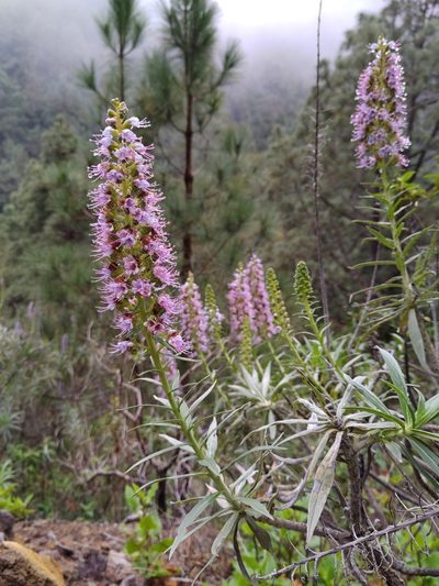 Echium virescens, photographed by Christina s.l.
