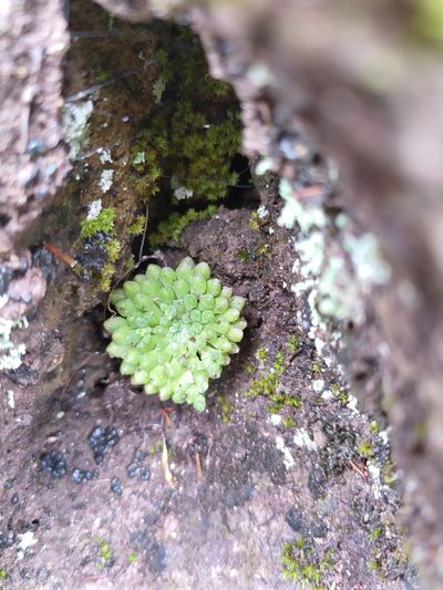 Monanthes brachycaulos, photographed by Christina s.l.