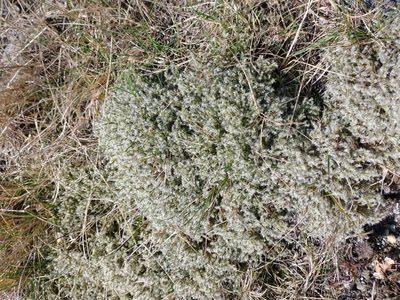 Racomitrium lanuginosum, photographed by Darrel Watts