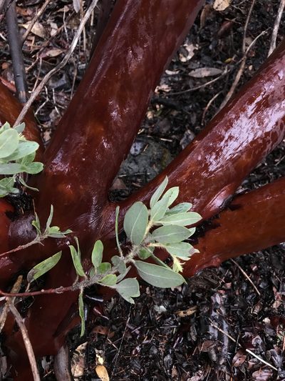 Arctostaphylos nortensis, photographed by Brandon Corder