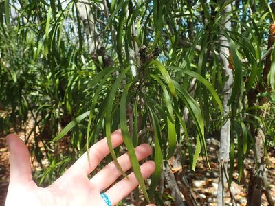 Phyllanthus epiphyllanthus, photographed by Natalie Waddell-Rutter