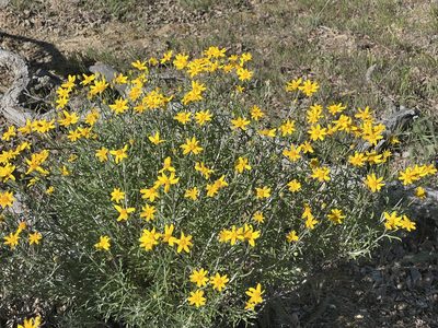 Eriophyllum jepsonii, photographed by Chuck Wilson