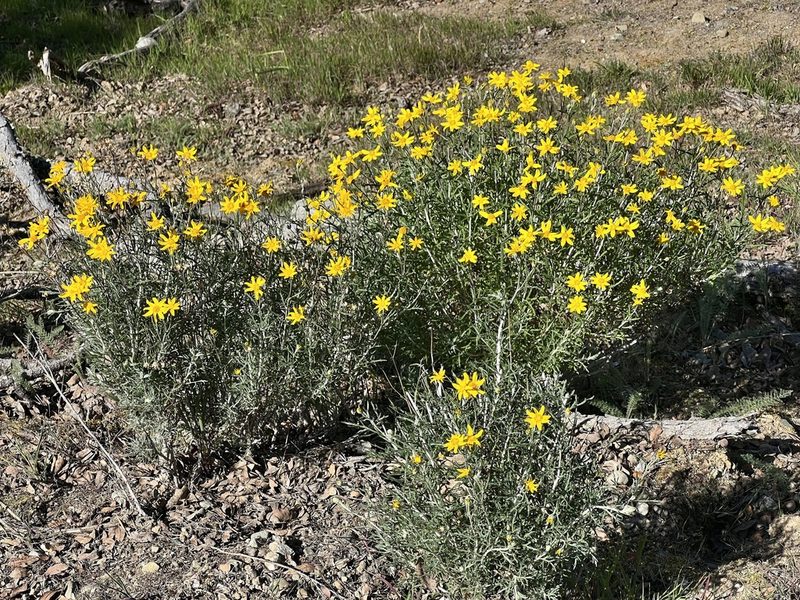 Eriophyllum jepsonii, photographed by Chuck Wilson