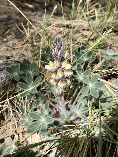 Lupinus huachucanus, photographed by Rose Zappa
