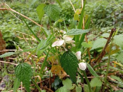 Lamium flexuosum, photographed by Josep Gesti