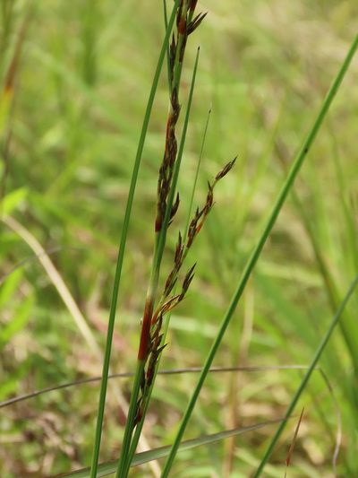 Schoenus falcatus, photographed by chiuluan