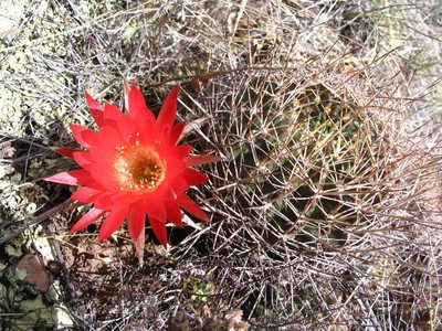 Lobivia hertrichiana, photographed by cstobie