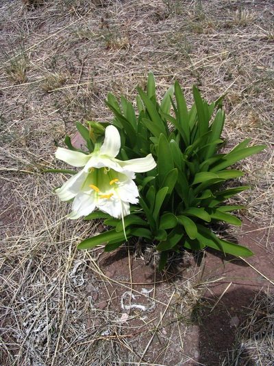 Ismene hawkesii, photographed by cstobie