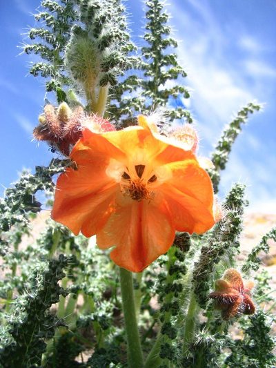 Caiophora pentlandii, photographed by cstobie
