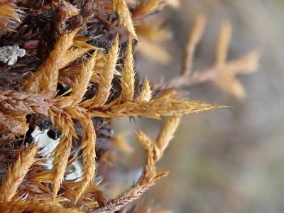 Rhacocarpus purpurascens, photographed by Nolan Exe