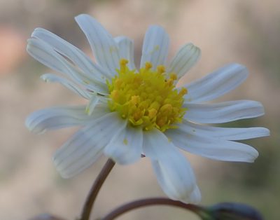 Crassothonna alba, photographed by Nicola van Berkel