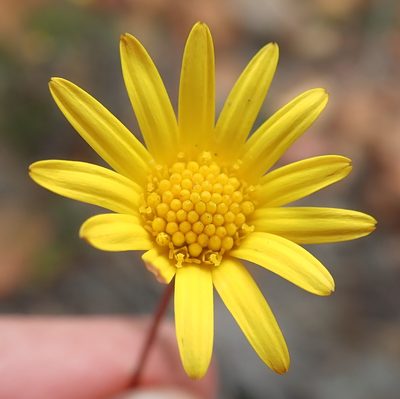 Euryops ericoides, photographed by Nicola van Berkel