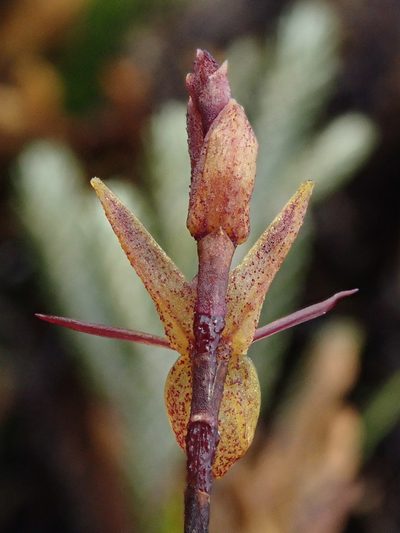 Draconanthes aberrans, photographed by Nolan Exe