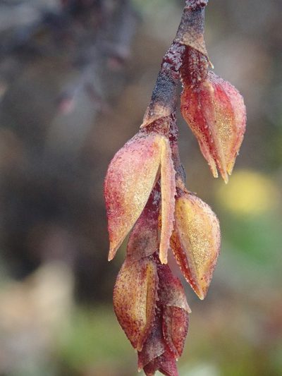 Draconanthes aberrans, photographed by Nolan Exe