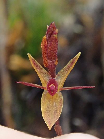 Draconanthes aberrans, photographed by Nolan Exe