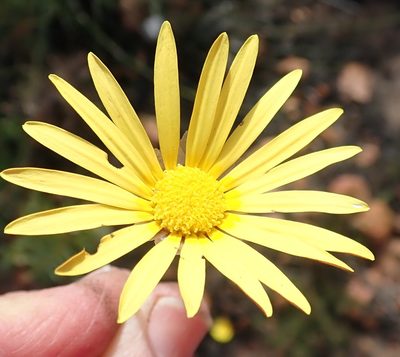 Ursinia heterodonta, photographed by Nicola van Berkel