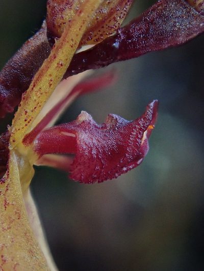 Draconanthes aberrans, photographed by Nolan Exe