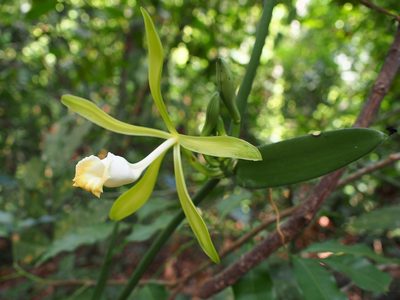 Vanilla phaeantha, photographed by JR Ferrer-Paris